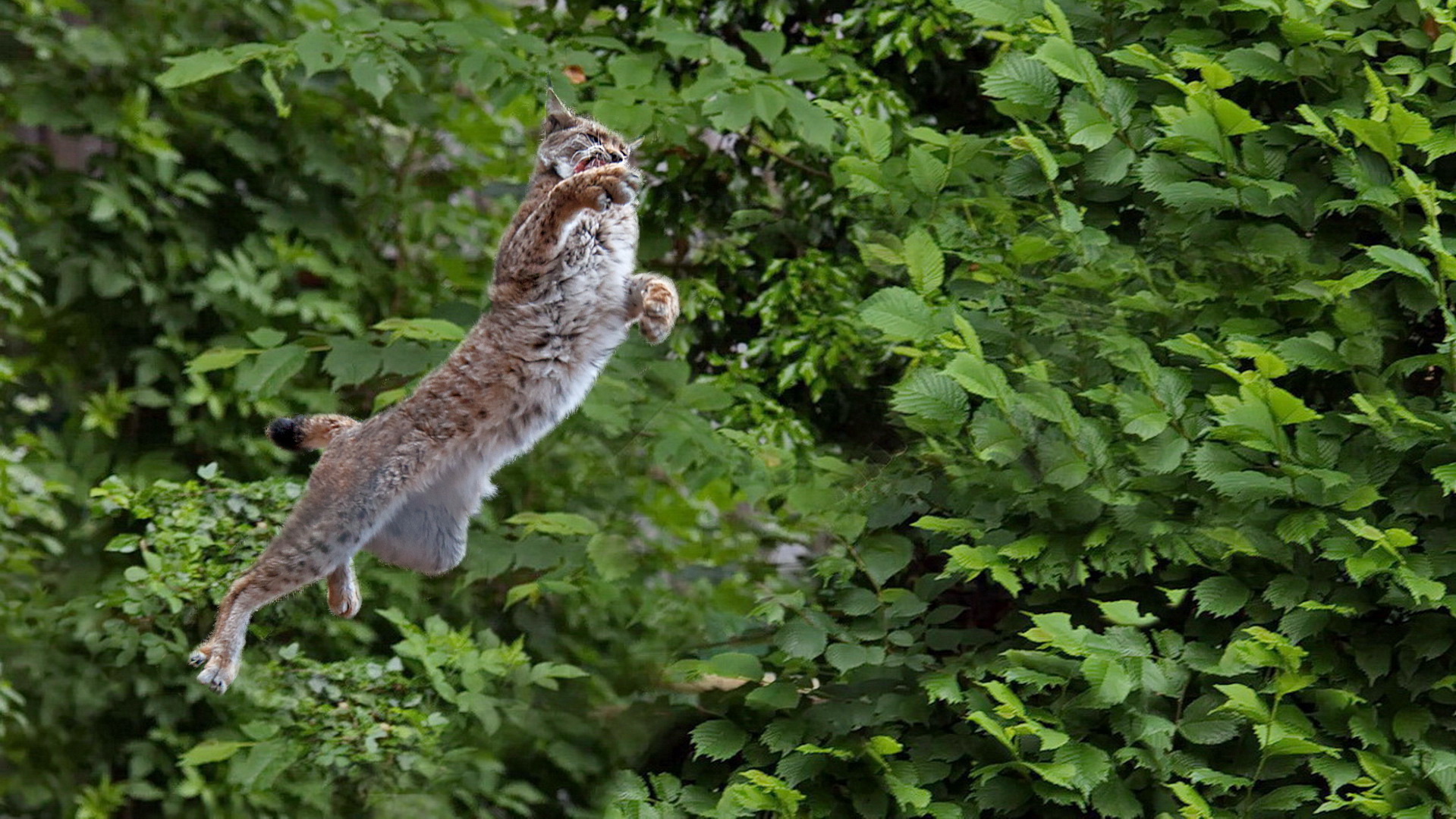 Luchs 