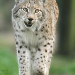 Luchs