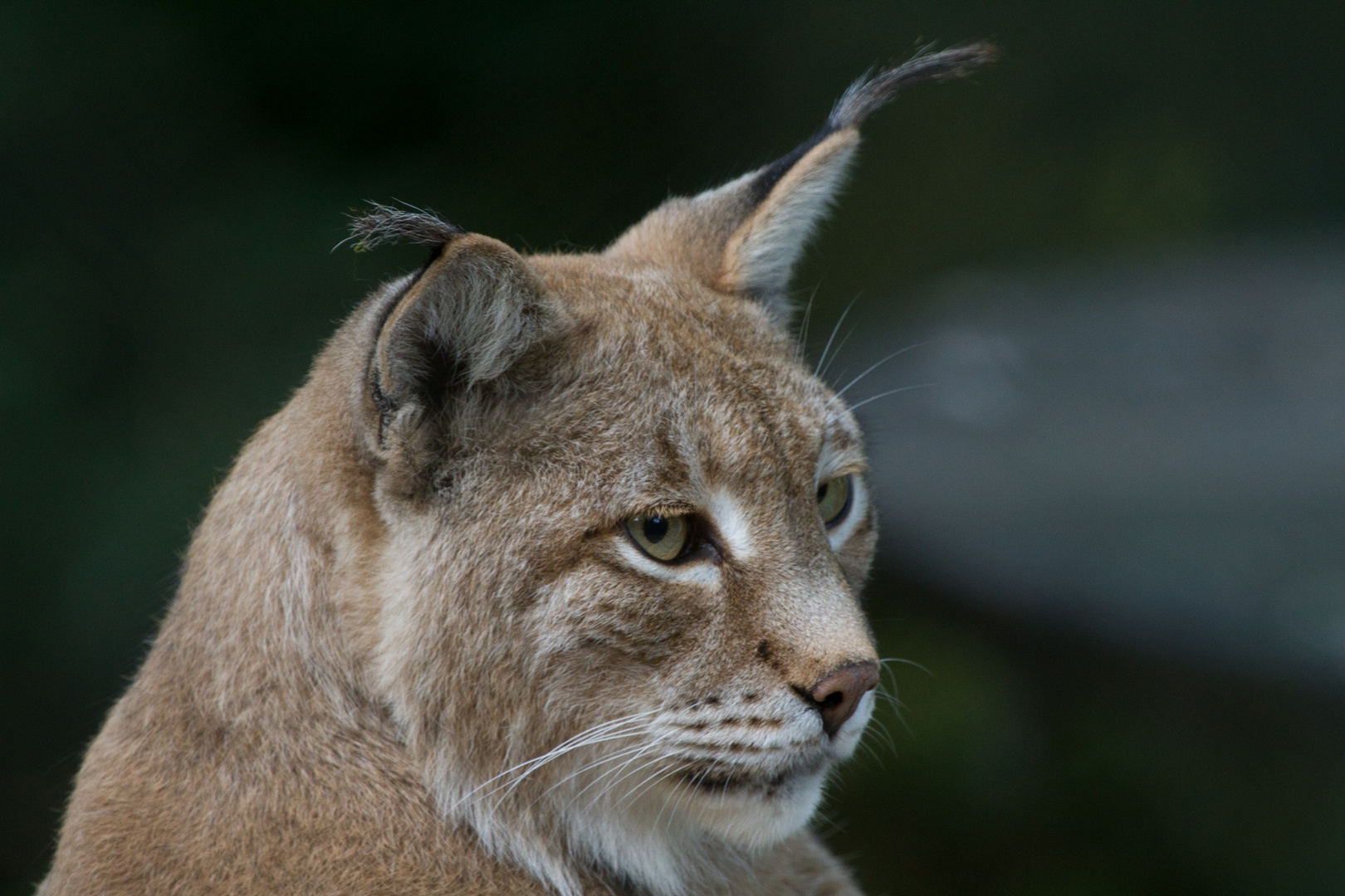 Luchs