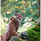 Luchs