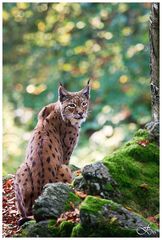 Luchs