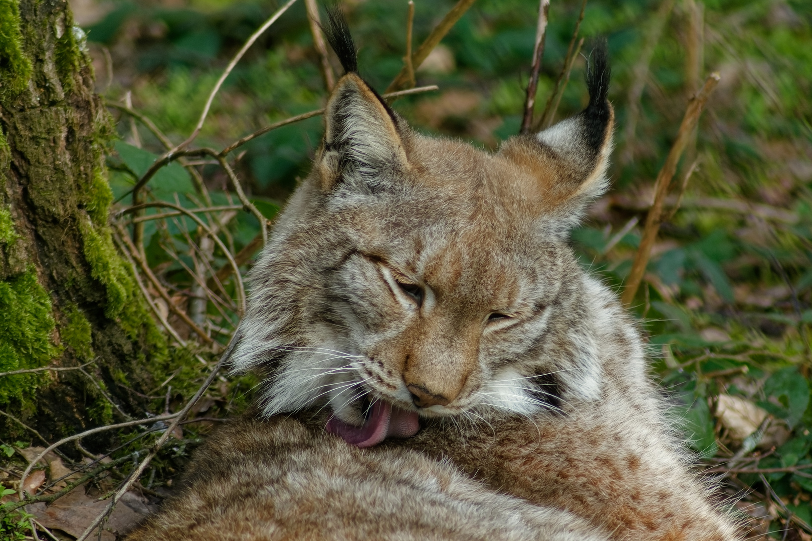 Luchs 