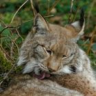 Luchs 