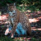 Luchs