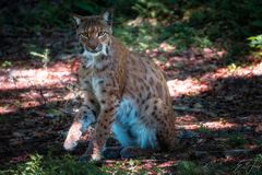 Luchs