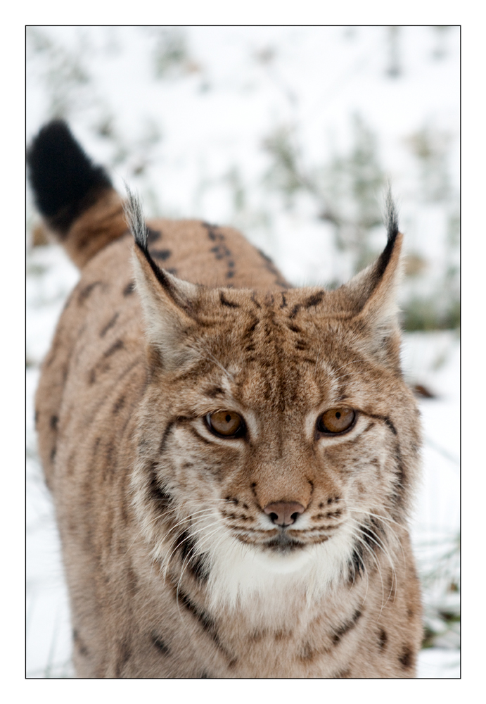 Luchs