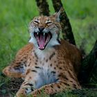 Luchs