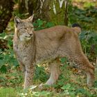 Luchs