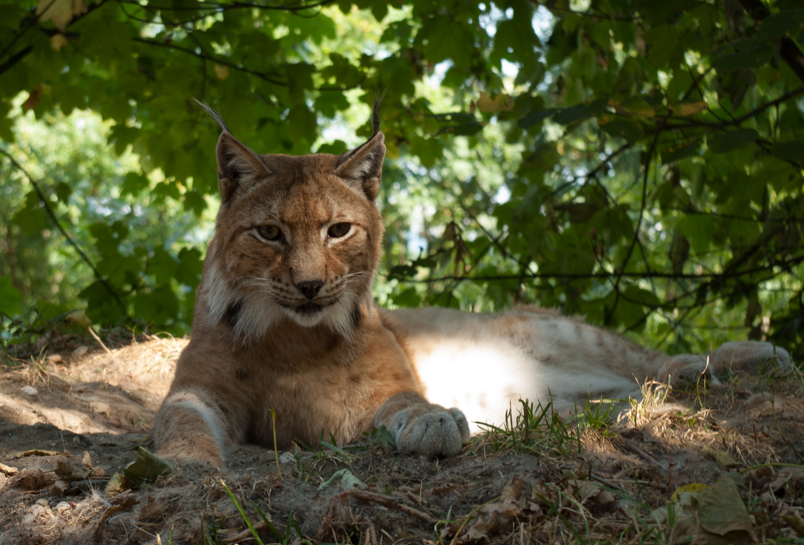 Luchs