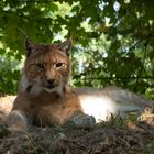 Luchs