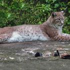 Luchs.