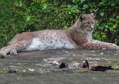 Luchs.