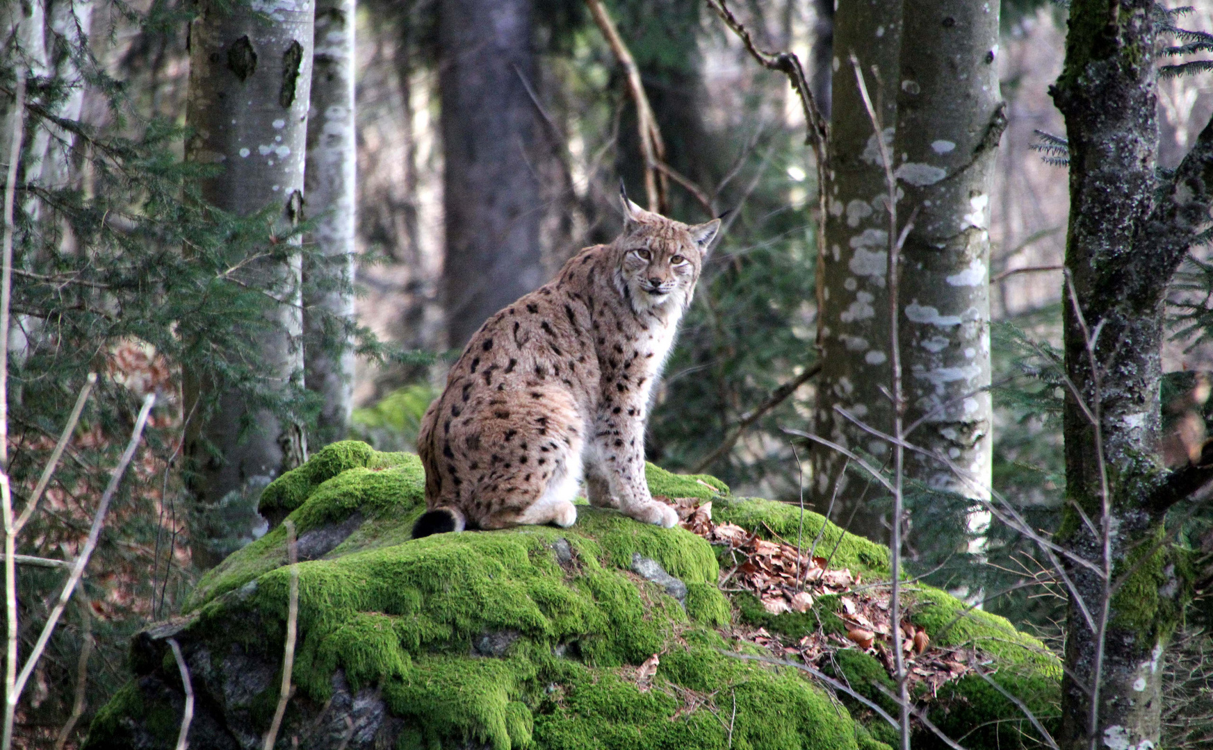 Luchs...