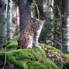 Luchs...