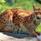 Luchs