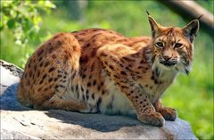 Luchs