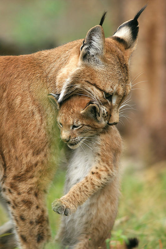 Luchs