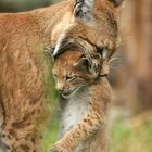 Luchs