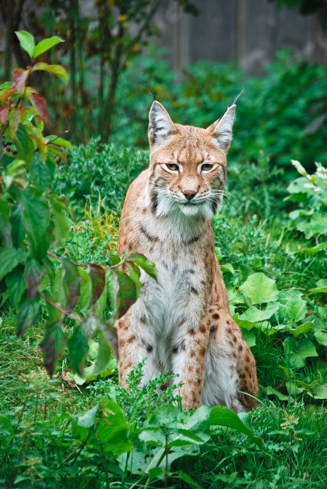 Luchs