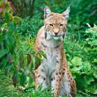 Luchs