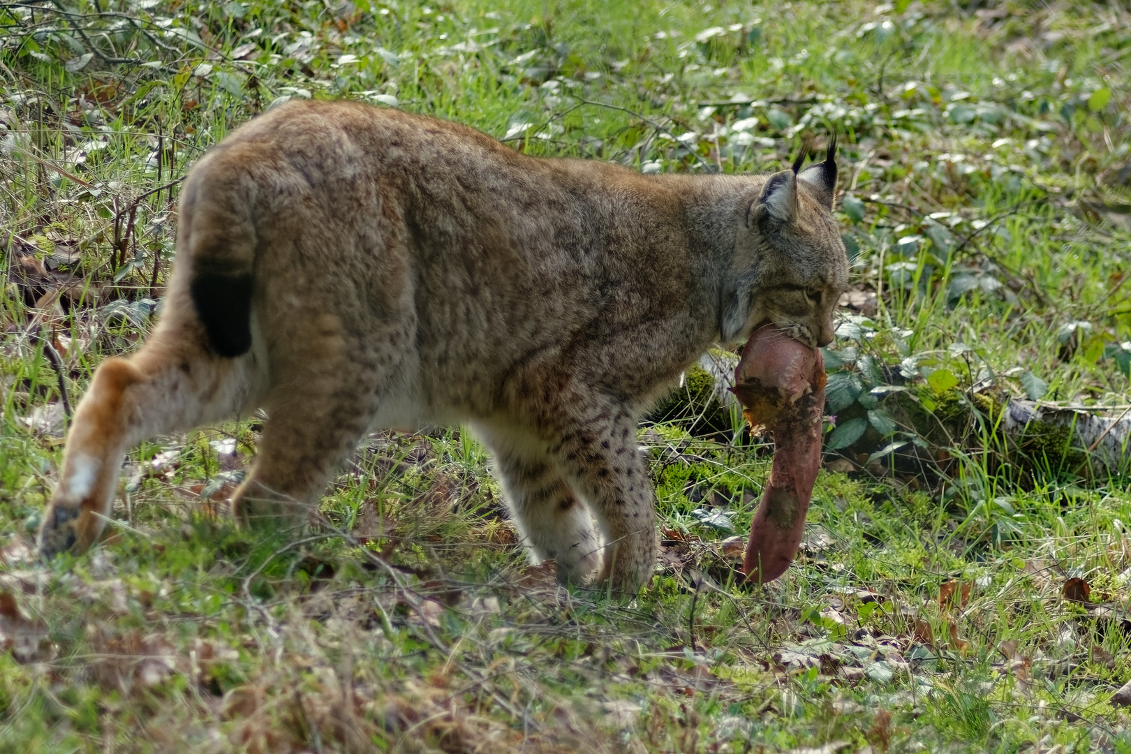 Luchs 