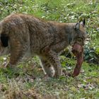 Luchs 