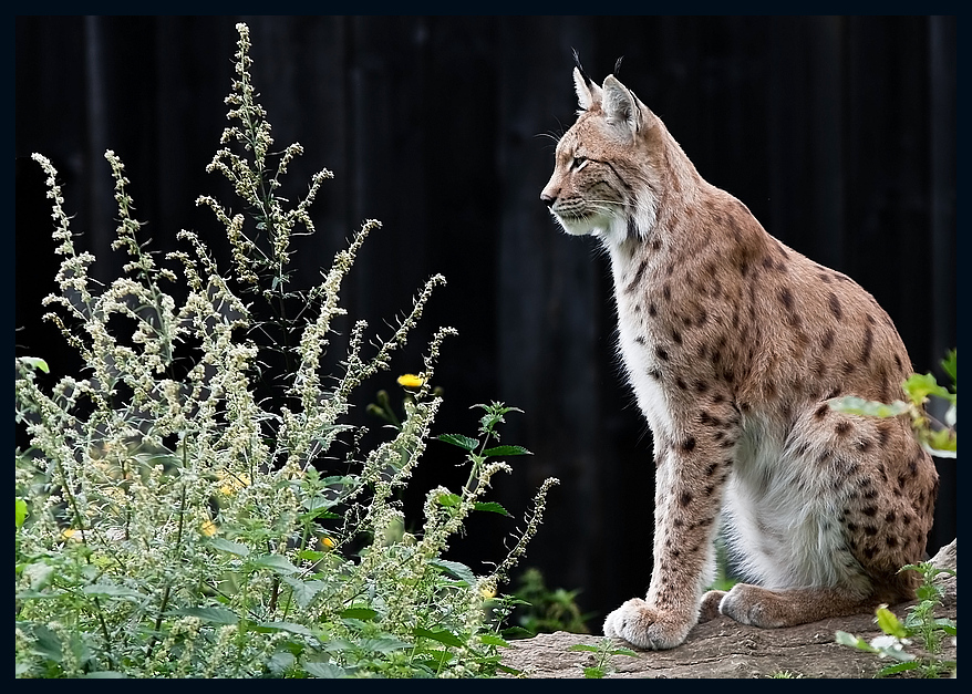 Luchs