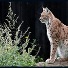 Luchs