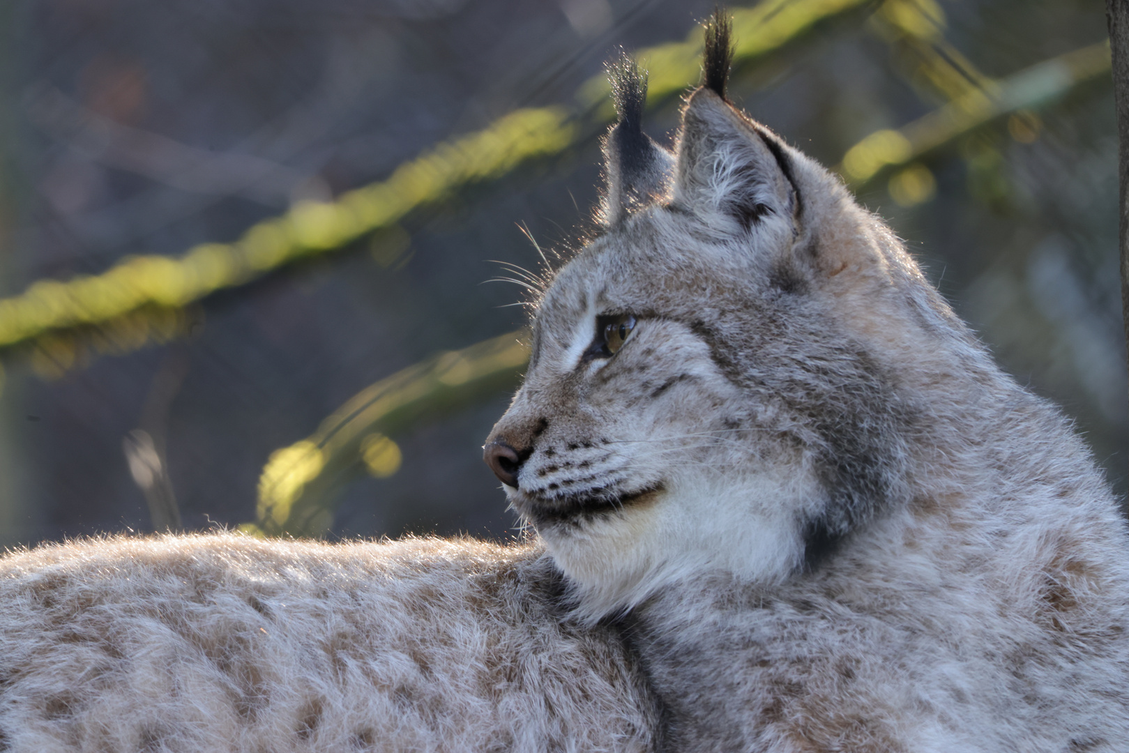 Luchs