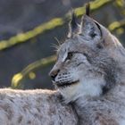 Luchs