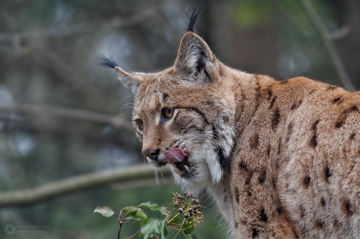 Luchs