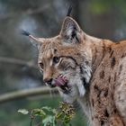 Luchs