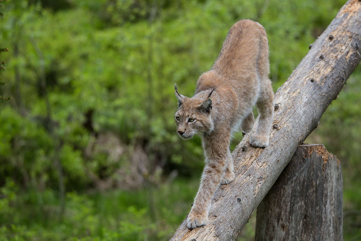 Luchs