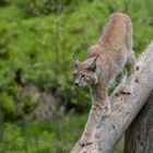 Luchs