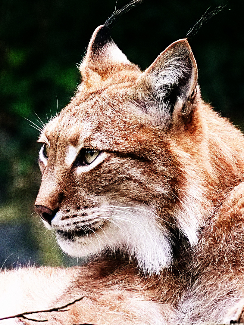 Luchs 