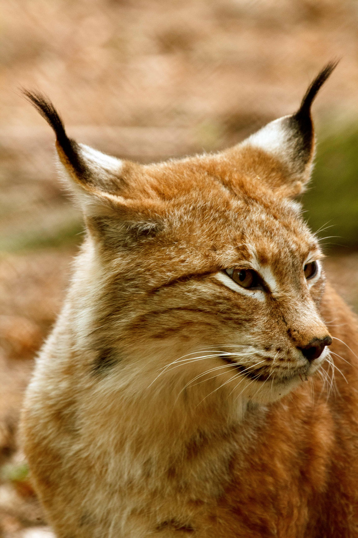 Luchs