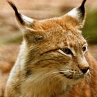 Luchs