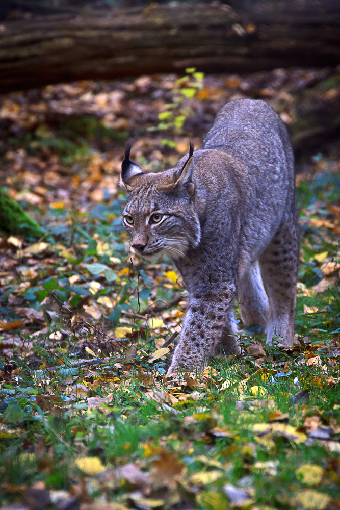 Luchs