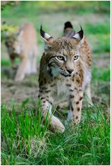 Luchs