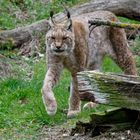 Luchs