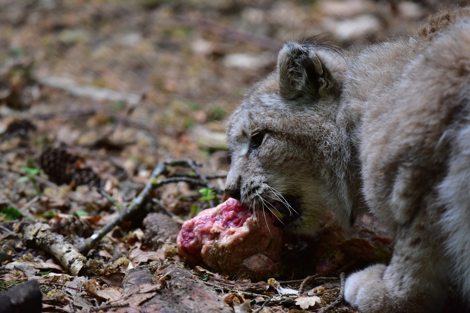 Luchs