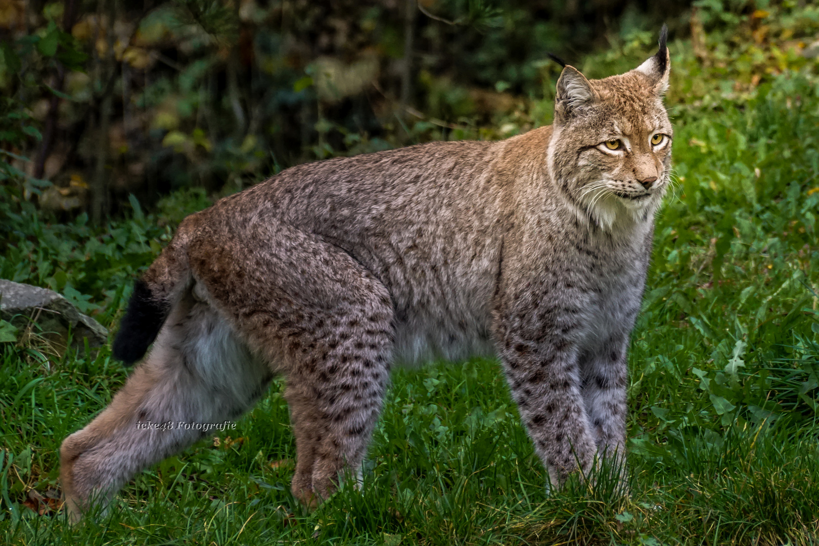 Luchs