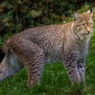 Luchs