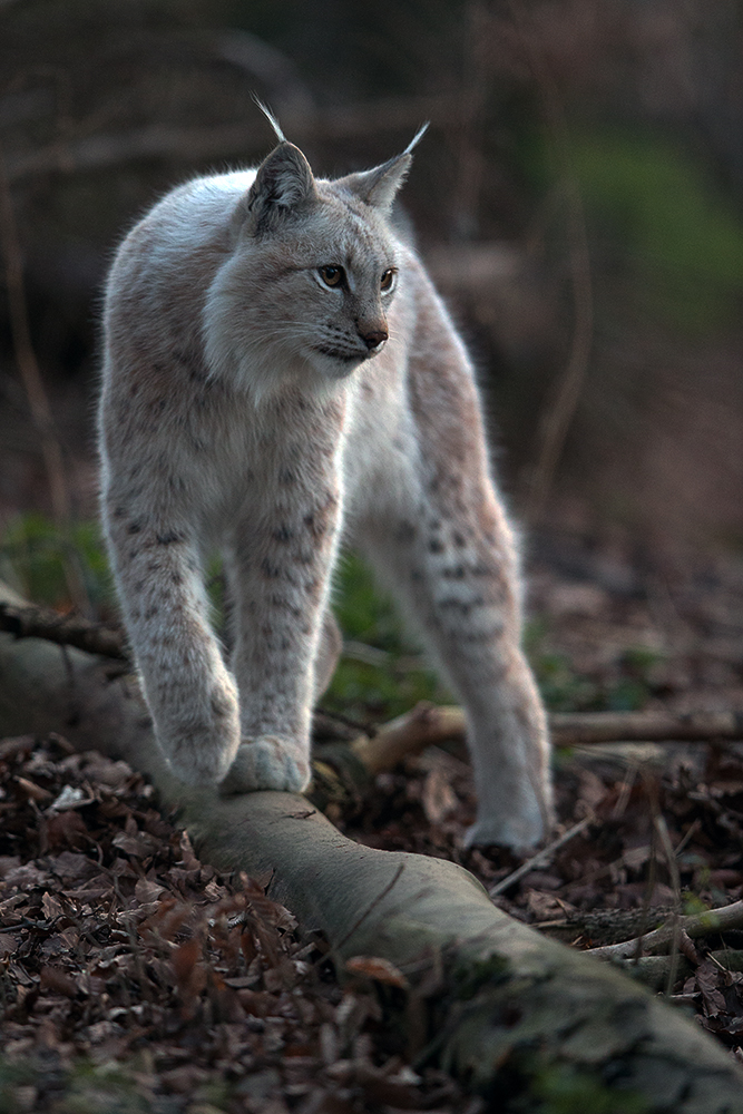 Luchs