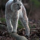 Luchs