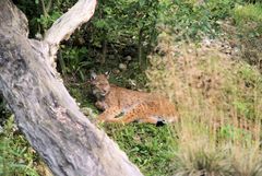 Luchs