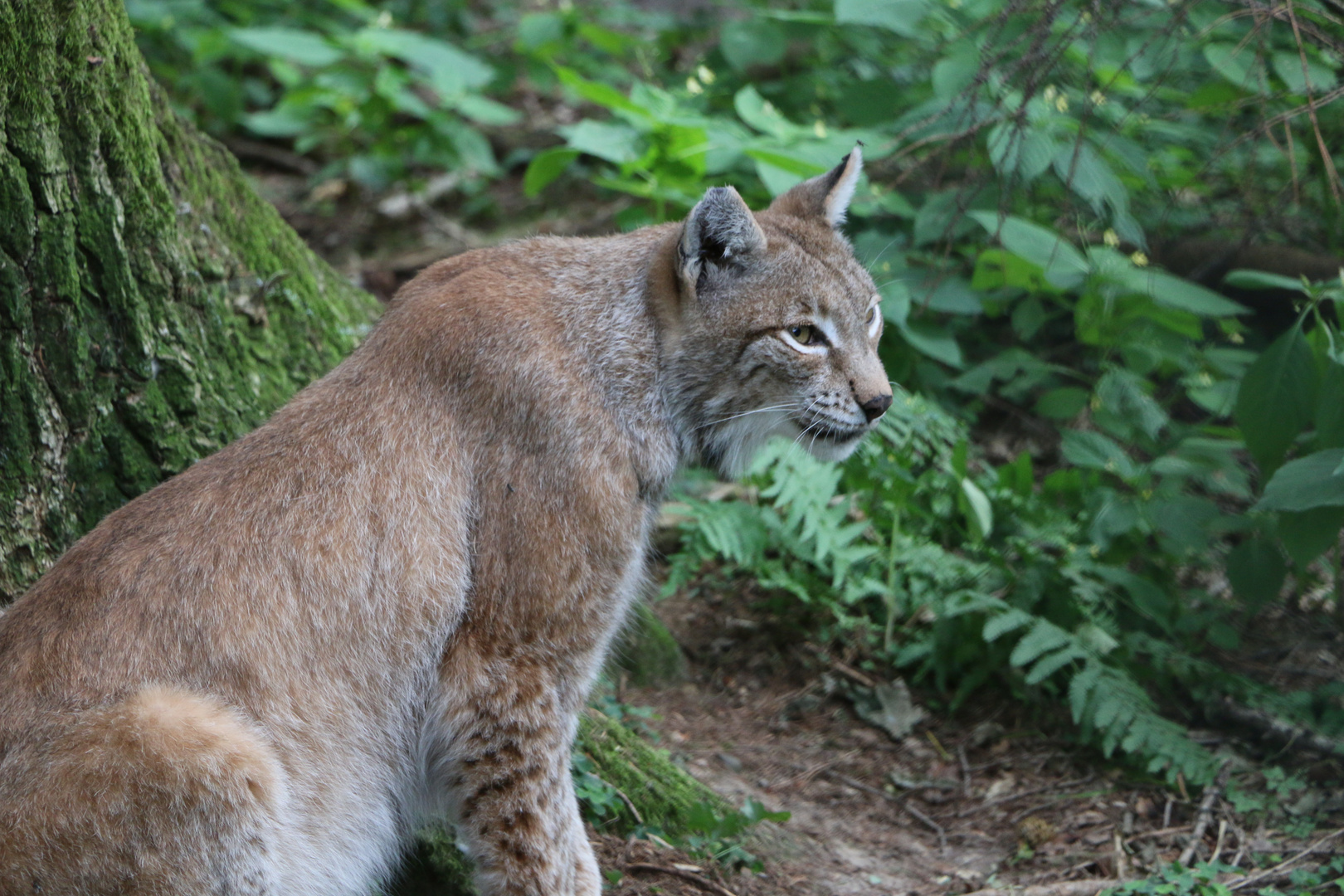 Luchs