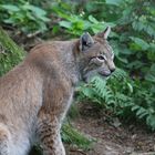 Luchs