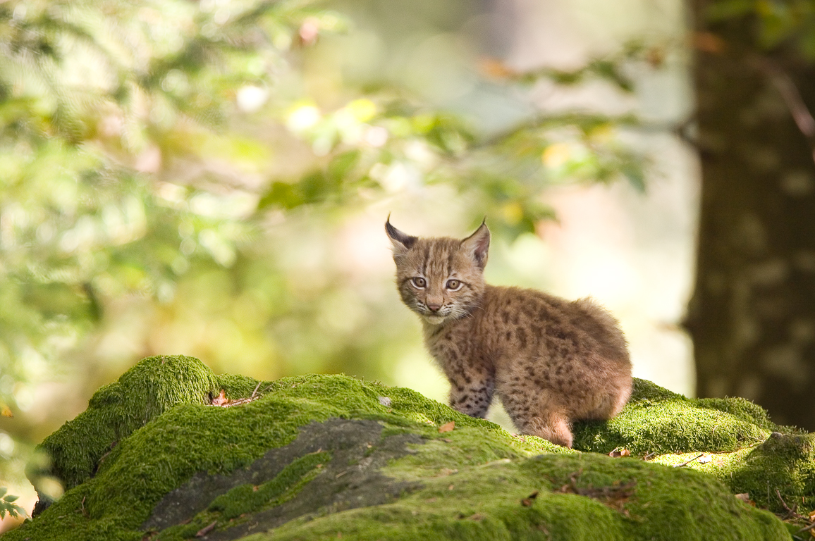 Luchs