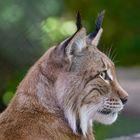 Luchs